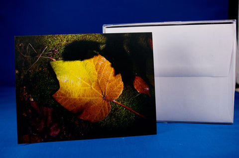 Note cards, 10 per box featuring an original photo from the University Berkeley Botanical Garden, CA Golden Leaf