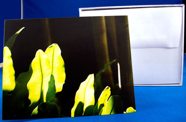 Note cards, box of 10, featuring an original photo taken at the Bronx Botanic Garden in NY